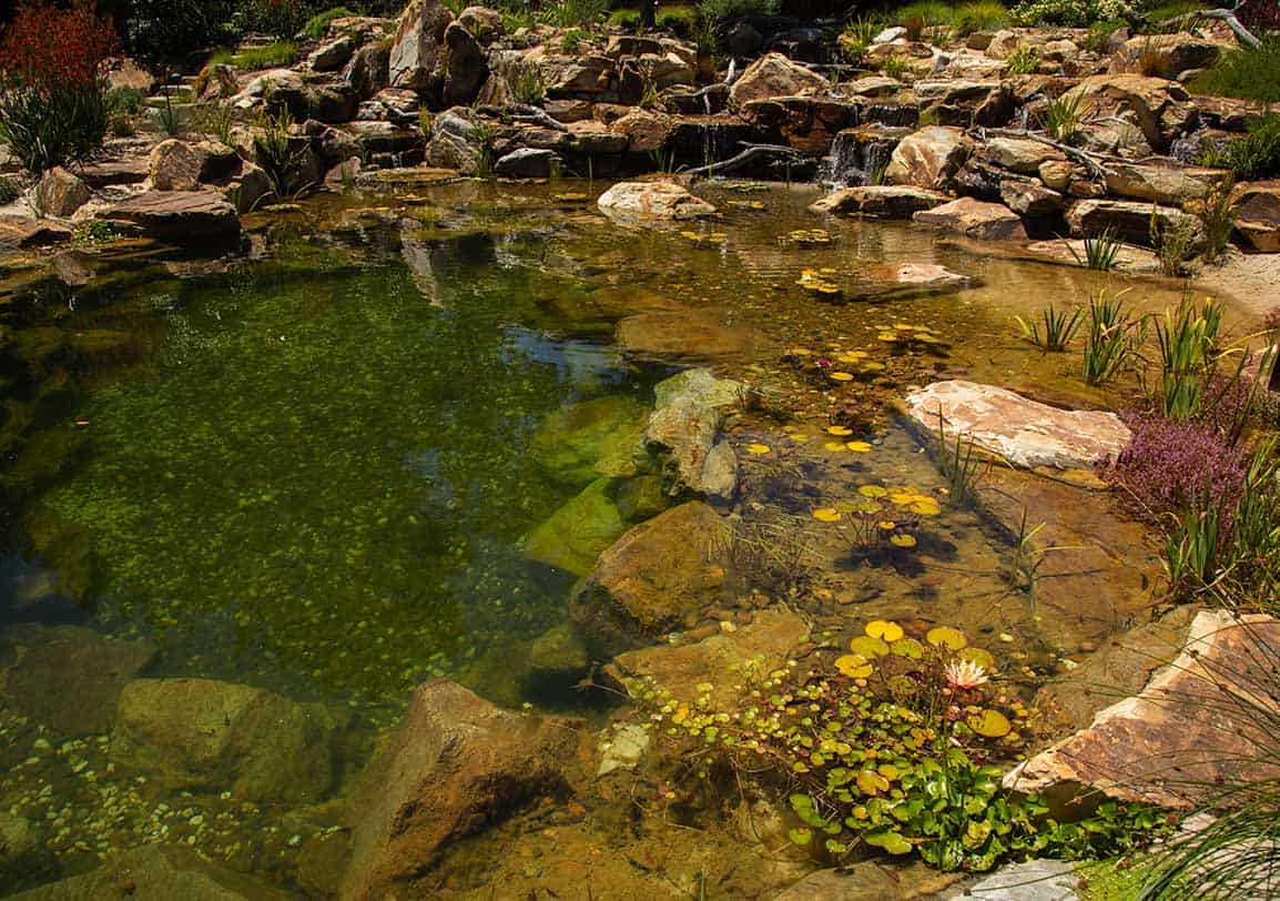 The Oasis Natural Swim Pond